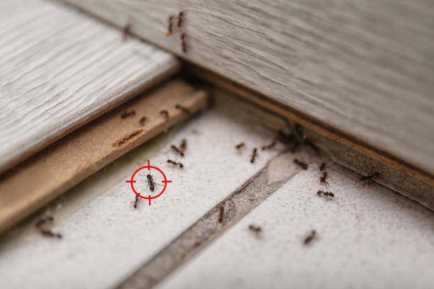 Best Pest Prevention Services  in Jacksboro, TN